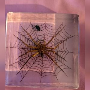 Real Bug: Brown Spider & Fly Taxidermy